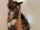 Törzskönyv nélküli Maine Coon kölykök