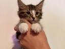 Törzskönyv nélküli Maine Coon kölykök