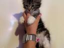 Törzskönyv nélküli Maine Coon kölykök