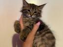 Törzskönyv nélküli Maine Coon kölykök