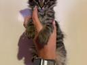 Törzskönyv nélküli Maine Coon kölykök