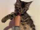 Törzskönyv nélküli Maine Coon kölykök