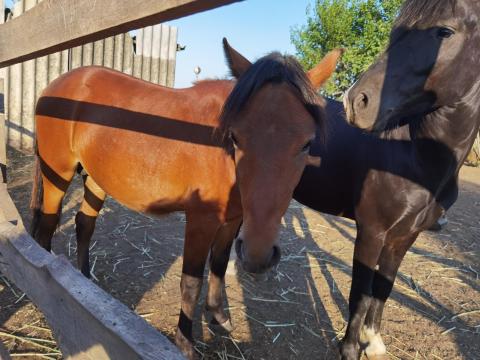 Eladó welsz ponik 10db Eladó welsz ponik 10db