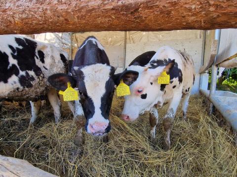 Holstein bikaborjak Holstein bikaborjak