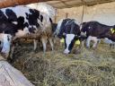 Holstein bikaborjak