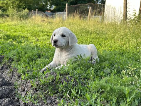 Közép-ázsiai juhászkutya Közép-ázsiai juhászkutya