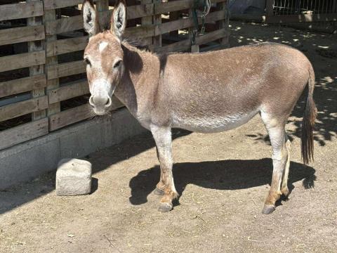 Amerikai mini szamár eladó Amerikai mini szamár eladó