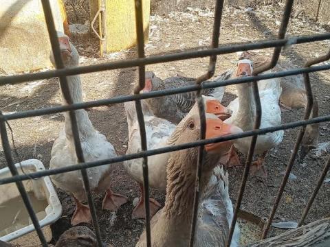 Liba, kacsa Liba, kacsa