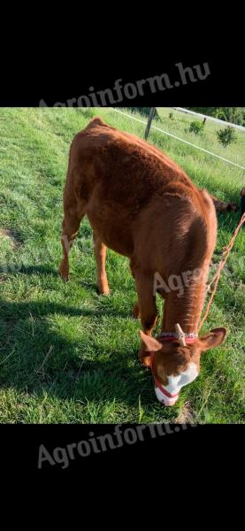 MT (Limousin keresztezett) üsző