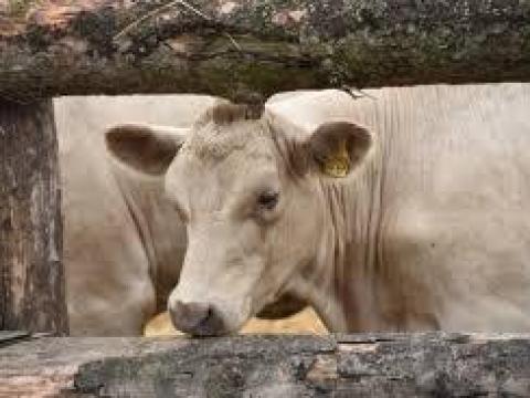 Gulyás állást keresek ottlakàsal Gulyás állást keresek ottlakàsal