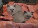 Ragdoll macska