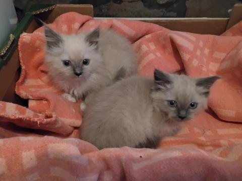 Ragdoll macska Ragdoll macska