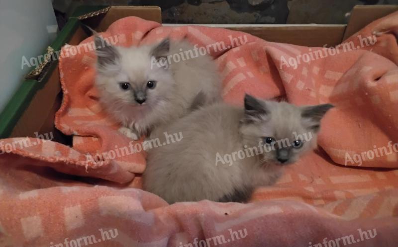 Ragdoll macska