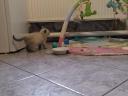 Ragdoll macska