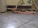 Ragdoll macska