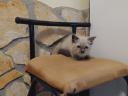 Ragdoll macska