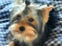 Törzskönyves Yorkshire Terrier kutya