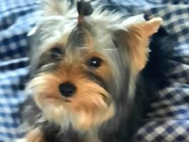 Törzskönyves Yorkshire Terrier kutya
