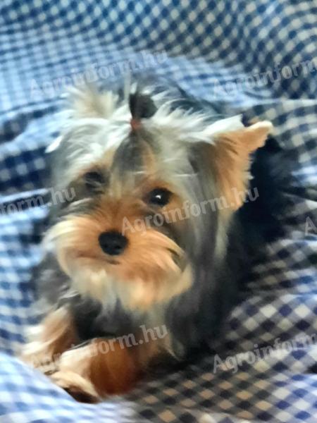 Törzskönyves Yorkshire Terrier kutya