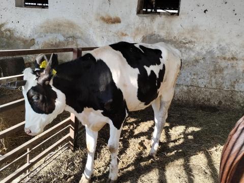 Eladó egy éves HF üsző Eladó egy éves HF üsző