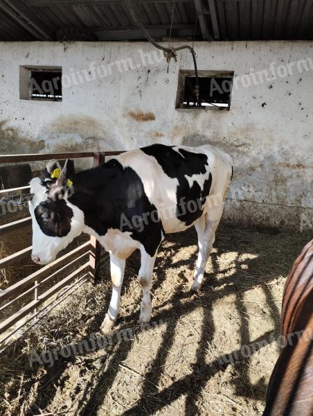 Eladó egy éves HF üsző
