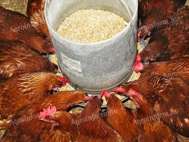 GMO-mentes tápon nevelt 10 hetes,  1 kg súlyú csirke a legjobb áron