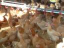 GMO-mentes tápon nevelt 10 hetes,  1 kg súlyú csirke a legjobb áron