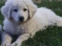 Kuvasz