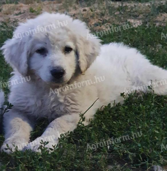 Kuvasz