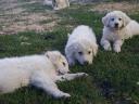 Kuvasz