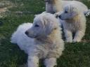 Kuvasz