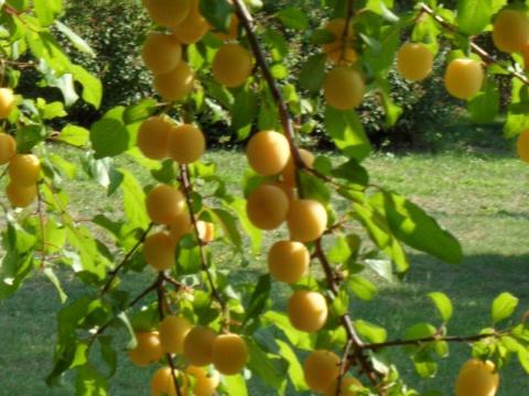 Mirabell Szilva kapható CEFRÉNEK Mirabell Szilva kapható CEFRÉNEK