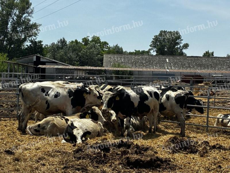 49 db Holstein-fríz bika eladó