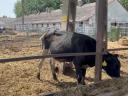 49 db Holstein-fríz bika eladó