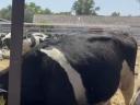 49 db Holstein-fríz bika eladó