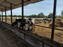 49 db Holstein-fríz bika eladó
