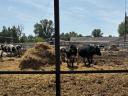 49 db Holstein-fríz bika eladó