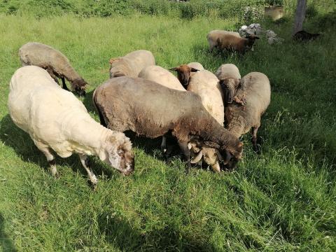 Eladó juh birka bárány Eladó juh birka bárány