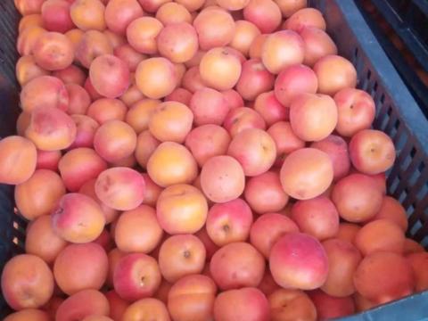 Sárgabarack Sárgabarack