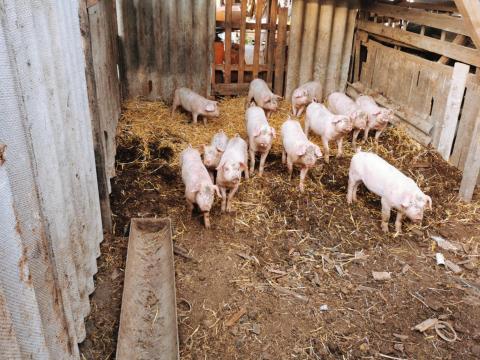 Választási malacok eladók Választási malacok eladók