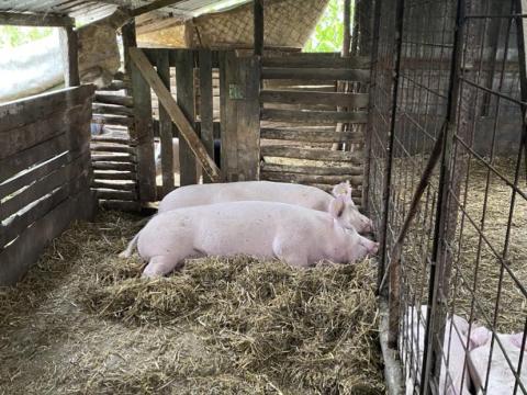 Magyar nagy fehér Magyar nagy fehér