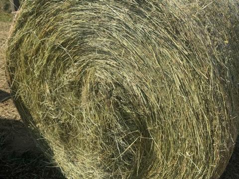 Gáti széna Gáti széna