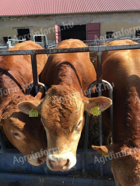Limousin tenyészbika eladó