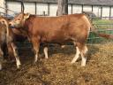 Limousin tenyészbika eladó