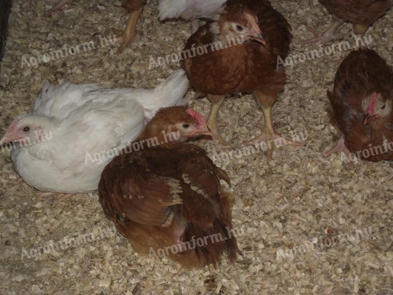 Csirke továbbtartásra vörös,  fehér hús jellegű előnevelt eladó