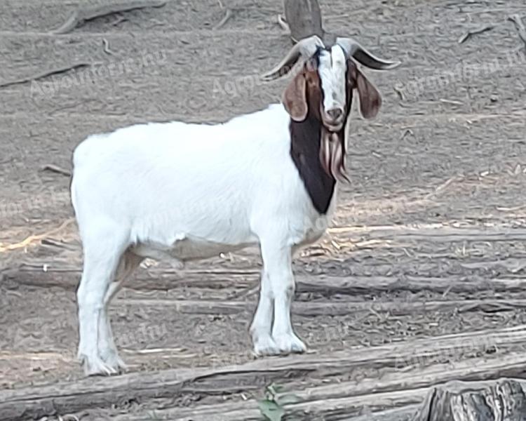 Búr bak