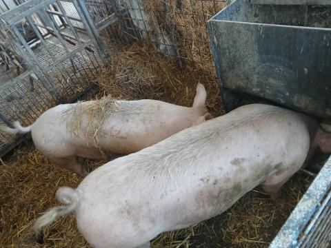 Eladó sertések 700 Ft-tól Eladó sertések 700 Ft-tól