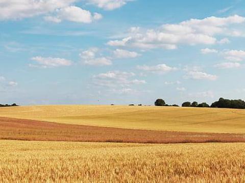 Termőföldet bérelnék! (Putnok és Térsége) Termőföldet bérelnék! (Putnok és Térsége)