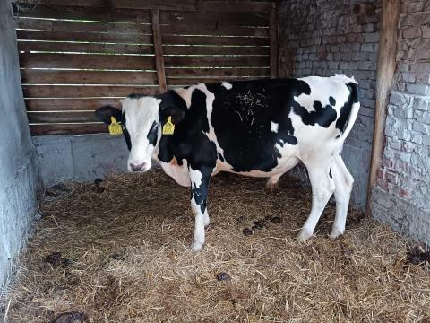 Fríz növendék bika Fríz növendék bika