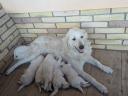 Kuvasz jellegű kiskutyák - tanyára,  birtokra,  házőrzésre